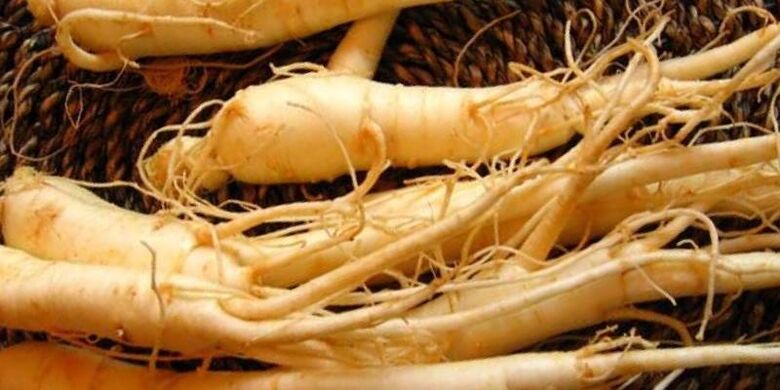 La raíz de ginseng puede aumentar la eficacia
